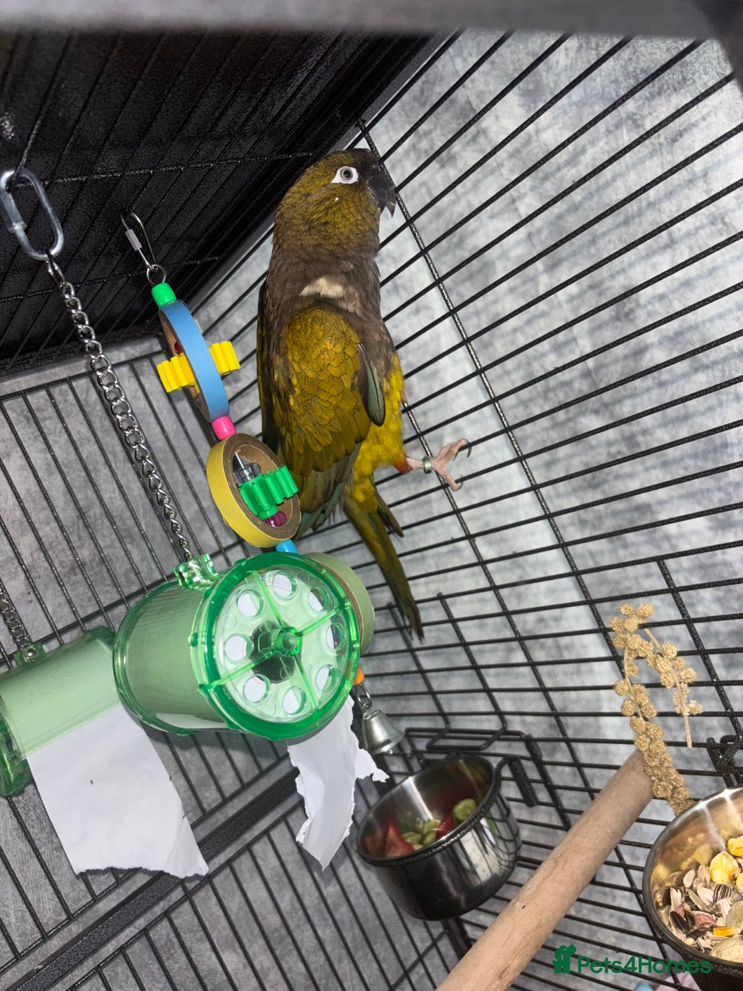 Conures birds for sale: Beautiful baby Patagonian conure - Image 4