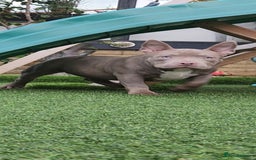 American Bully dogs for sale: American Bully female/ male with extreme future  - Image 11