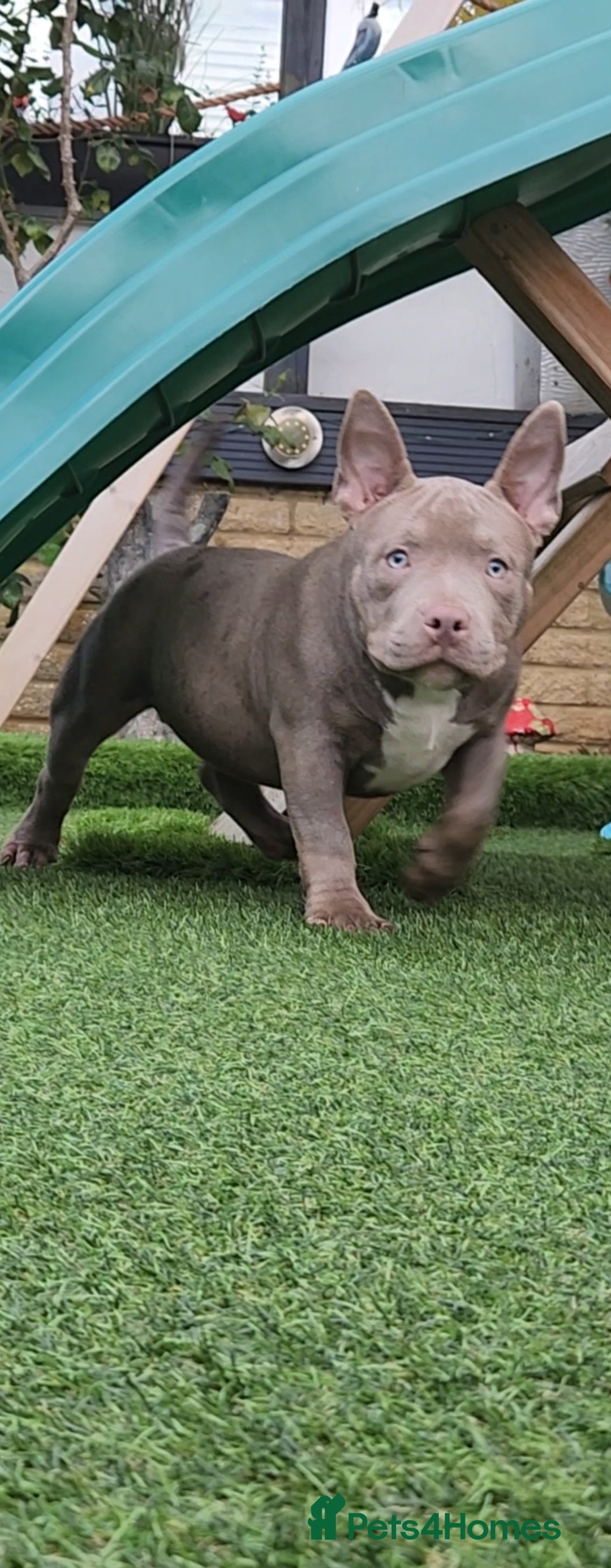 American Bully dogs for sale: American Bully female/ male with extreme future  - Image 11