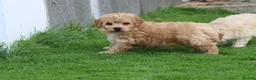 Poochon dogs for sale: Beautiful Poochon puppies for sale  - Advert 35