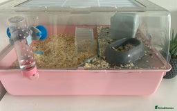 Mouse rodents for sale: Show mice  - Image 3