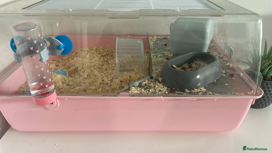 Mouse rodents for sale: Show mice  - Image 3