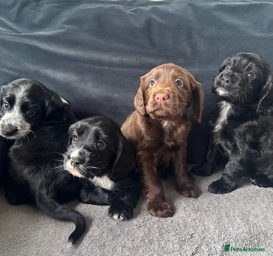 Cocker Spaniel dogs for sale: ADORABLE COCKER SPANIELS  - Image 8
