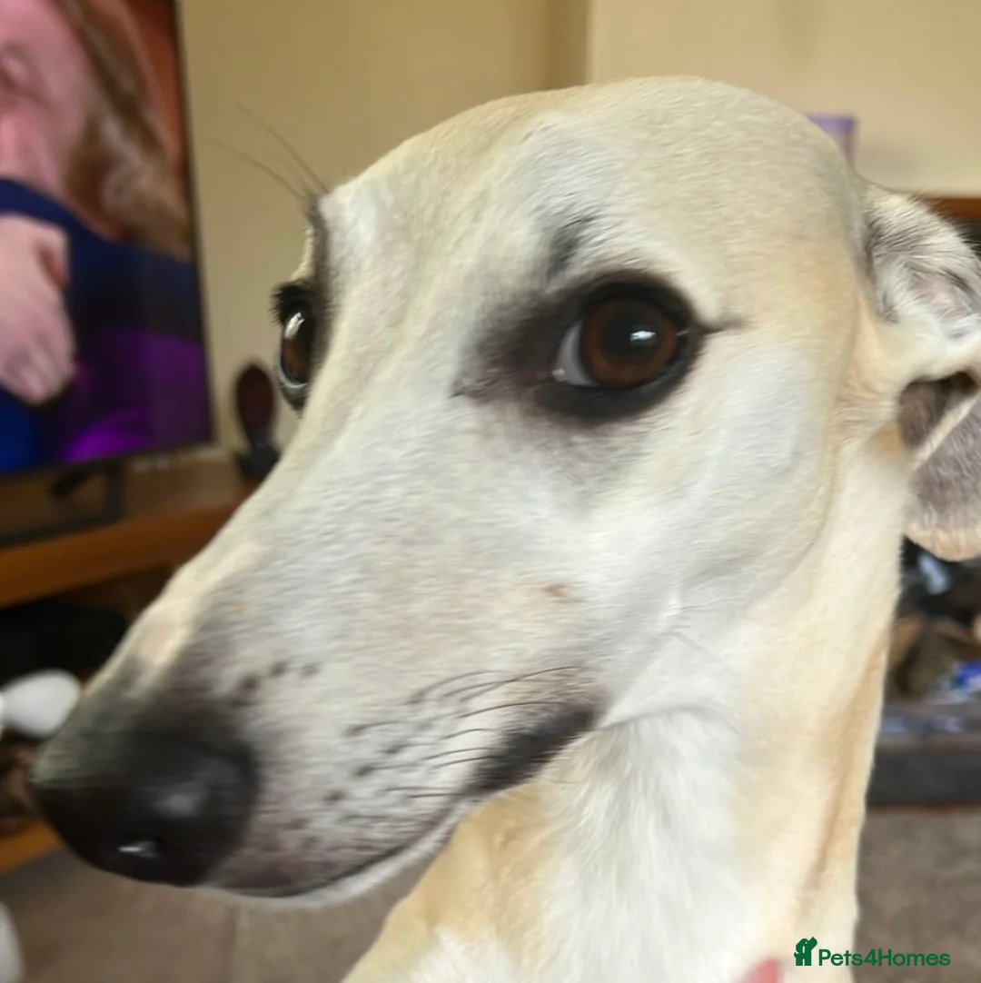 Whippet dogs for stud: KC Reg Heart Tested Gorgeous Fawn Whippet at Stud  in Bristol - Advert 5