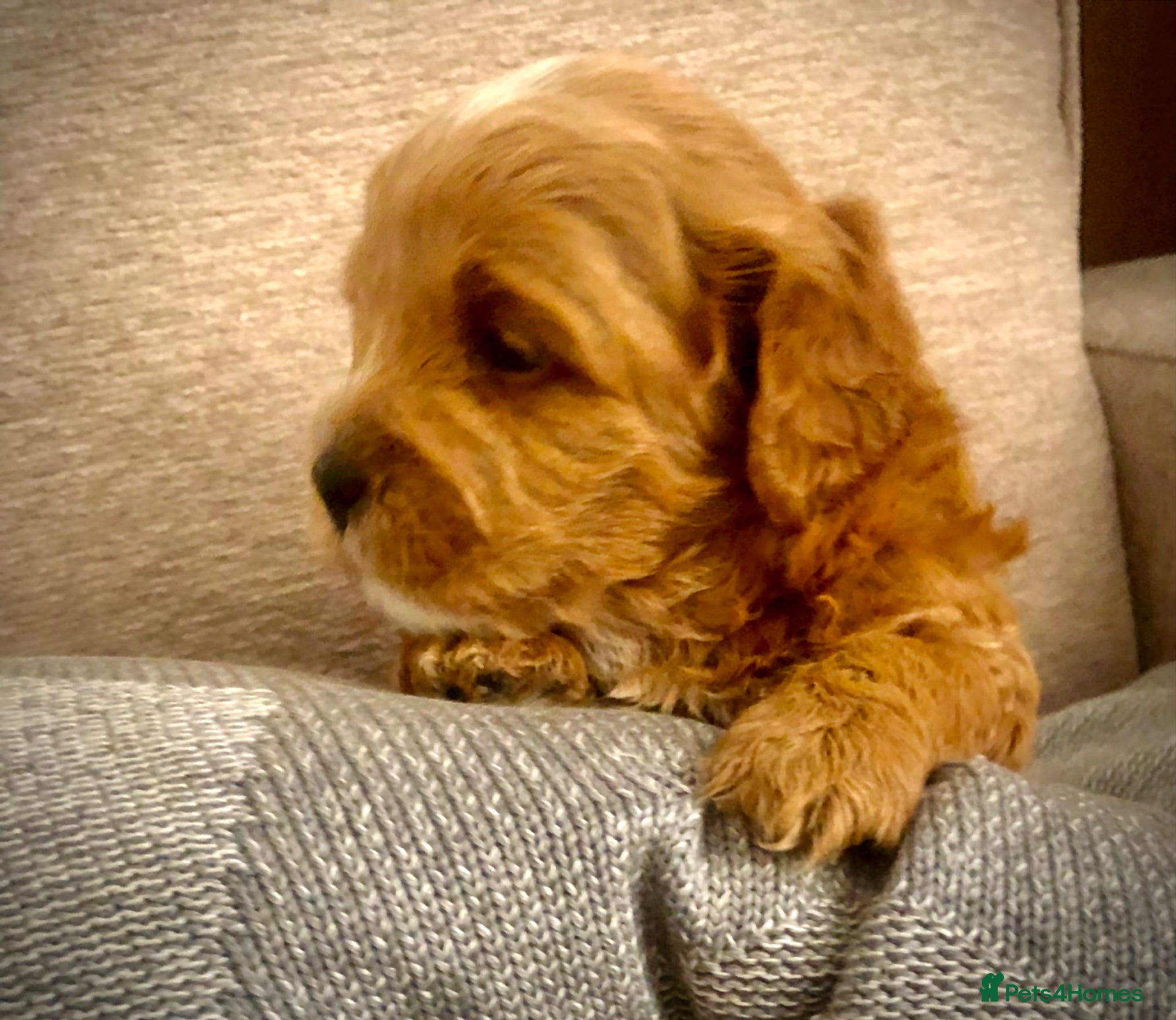 Mixed Breed dogs Shorkie poo puppies  - Advert 6