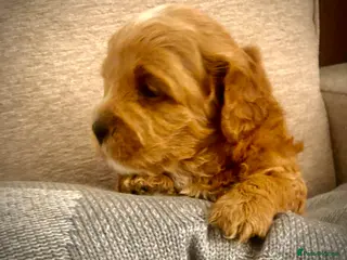 Mixed Breed dogs Shorkie poo puppies - Advert 4