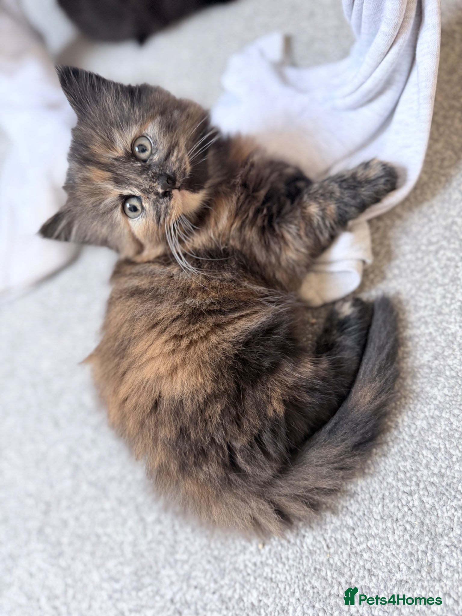 Mixed Breed cats 1 beautiful girl still looking for forever home💞 - Advert 17