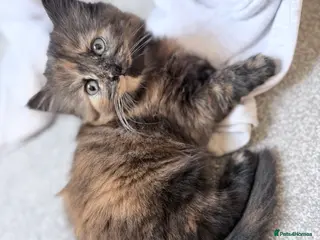 Mixed Breed cats 1 beautiful girl still looking for forever home💞 - Advert 17