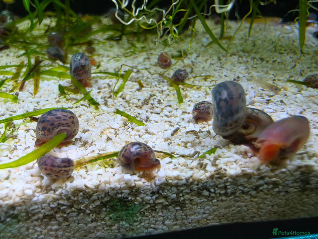 Snails invertebrates for sale: Ramshorn Snails (Planorbidae sp.) in Aberdare - Advert 2