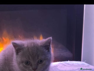 British Shorthair cats british short hairs kittens - Advert 1