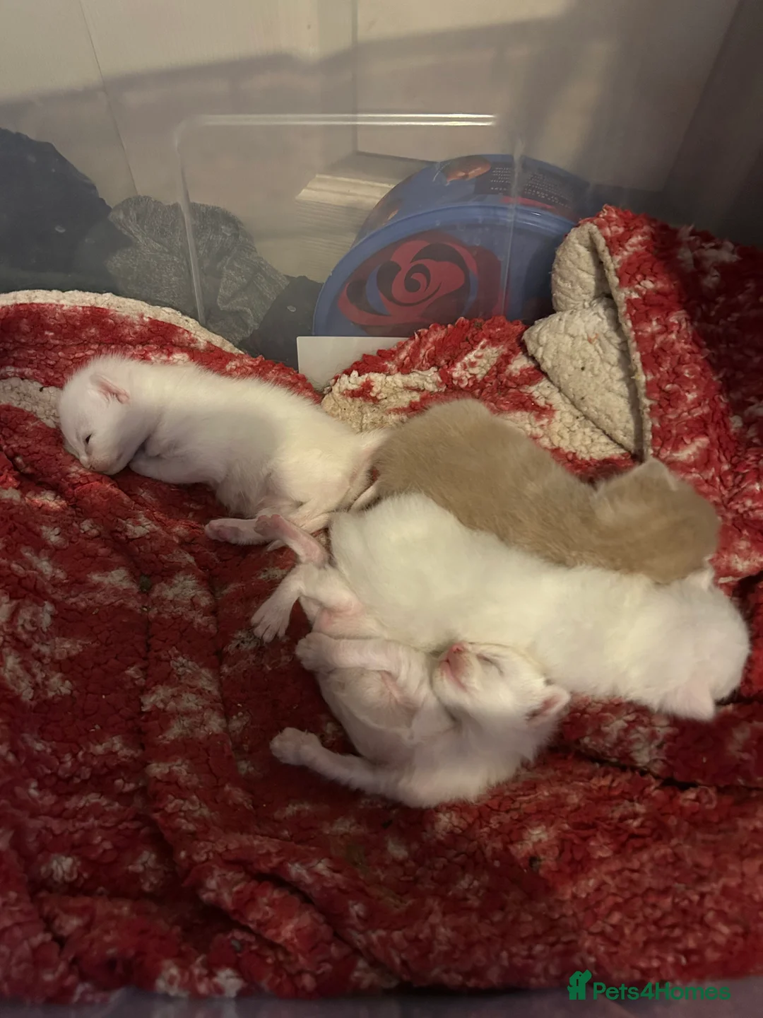 Mixed Breed cats for sale: white kittens available in Leicester - Advert 10