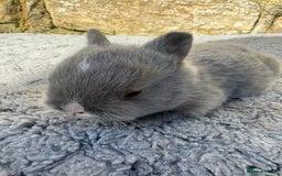 Netherland Dwarf rabbits for sale: 5 Sweet Netherland Dwarf bunnies  - Image 3