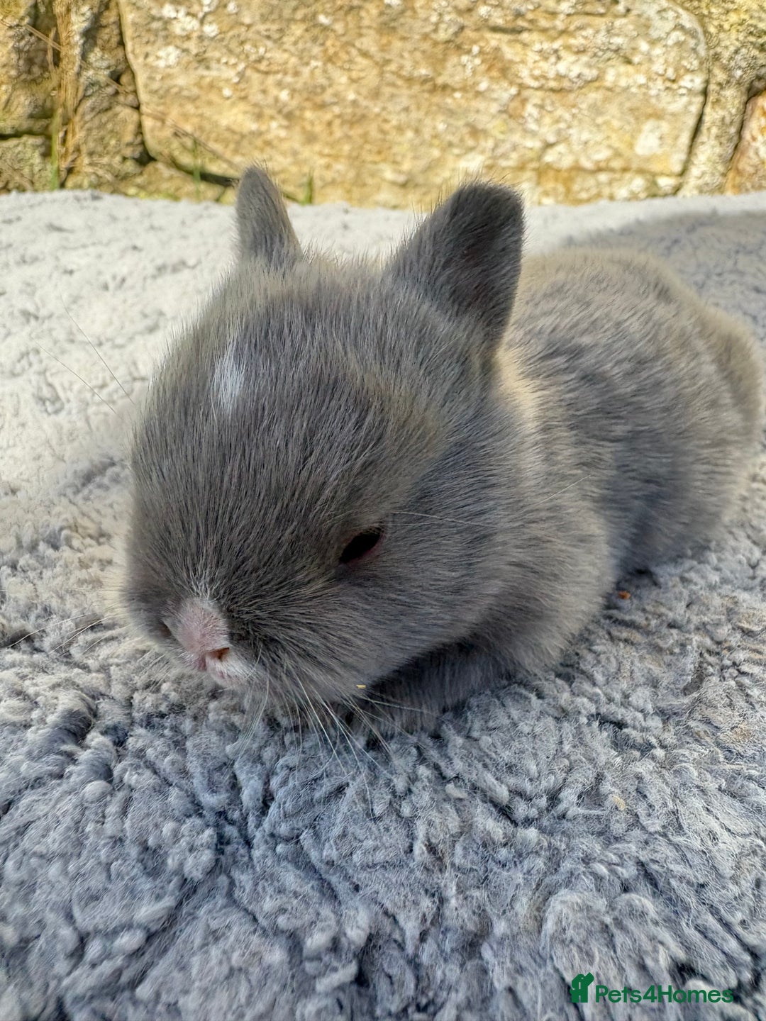 Netherland Dwarf rabbits for sale: 5 Sweet Netherland Dwarf bunnies  - Image 3