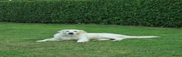 Golden Retriever dogs for sale: Beautiful KC registered golden Retriever puppies - Advert 14