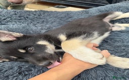 Pomsky dogs for sale: 1 girl 1 boy❗️fully vaccinated - READY 🏡  - Image 5