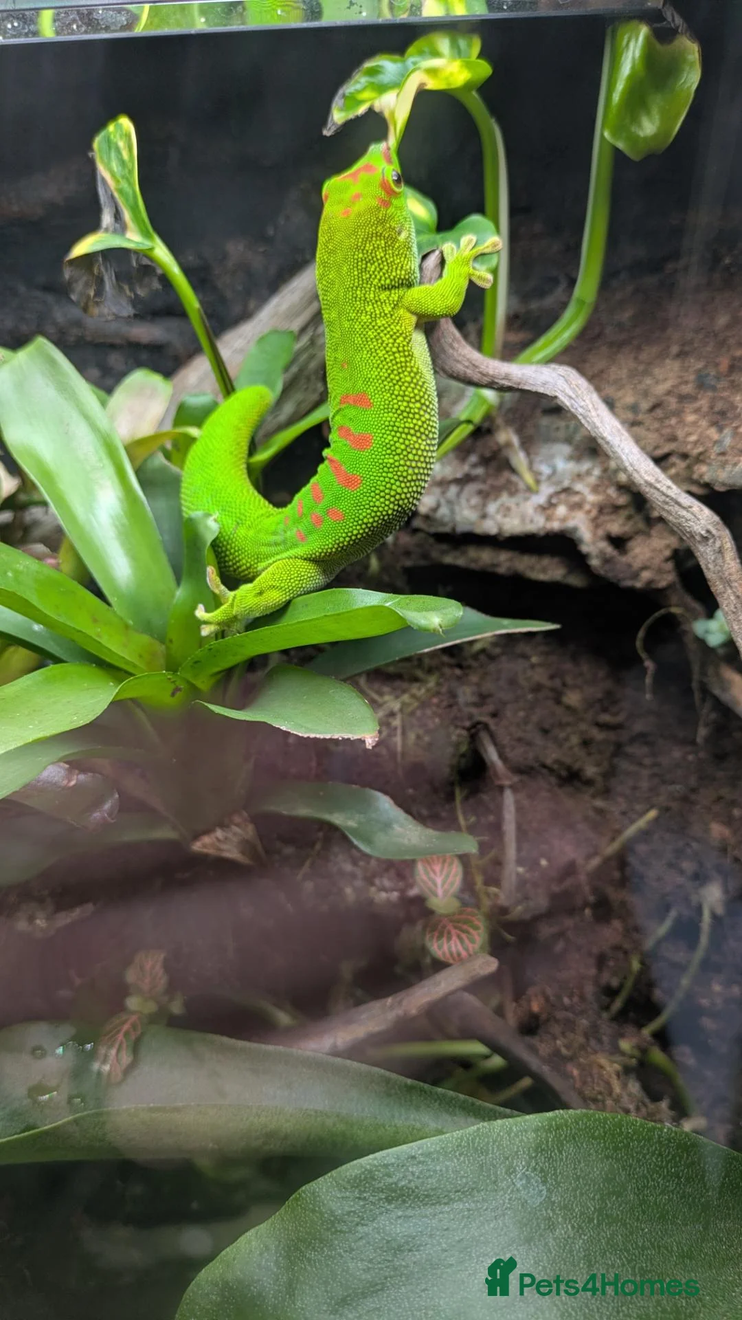 Gecko reptiles for sale: 2 giant Madagascarn day geckos for sale  - Advert 2