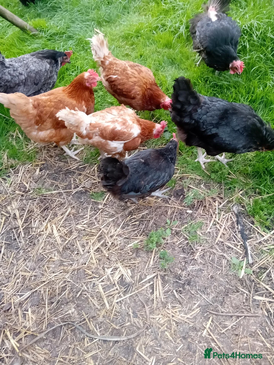 Hens poultry for sale: Laying hens for sale - Advert 2
