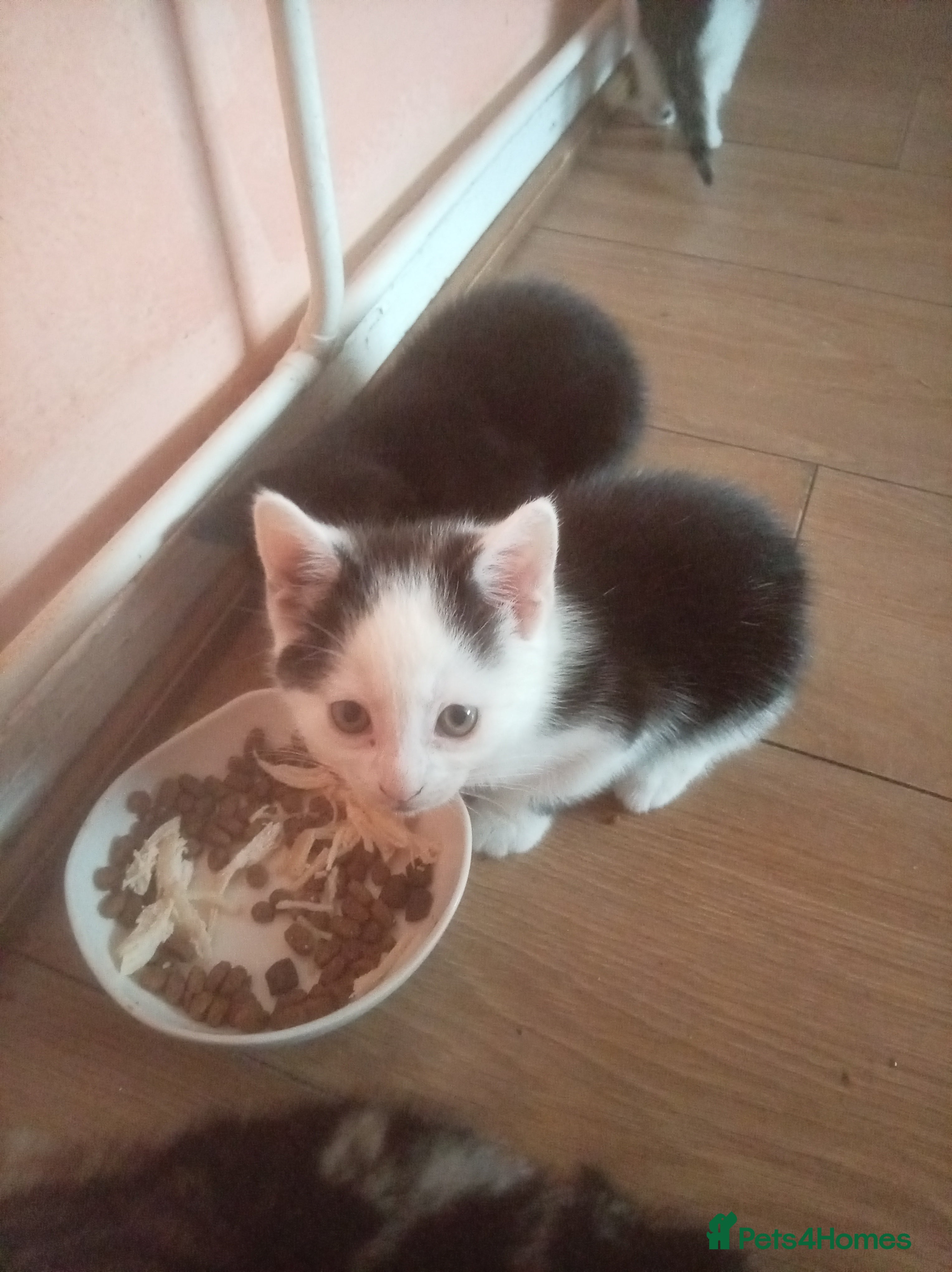 Mixed Breed cats for sale: Kitten  - Advert 2