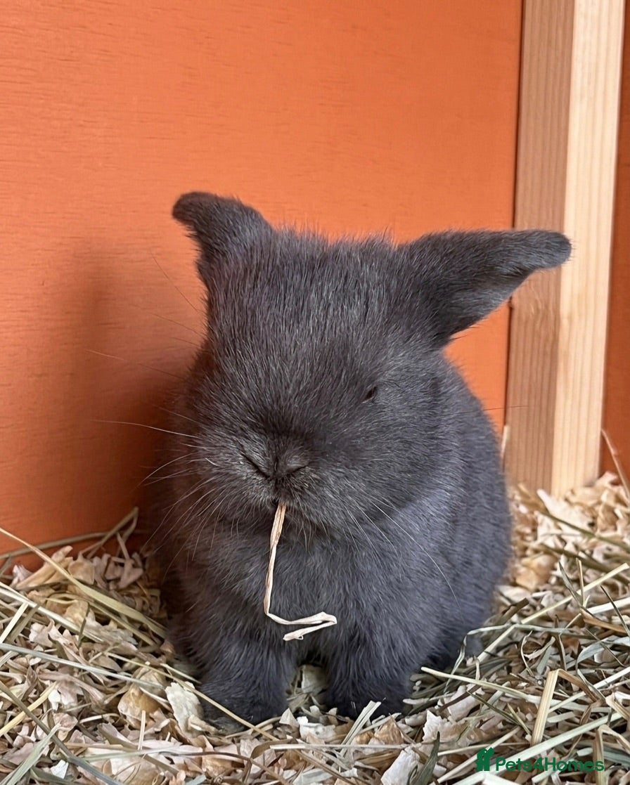 Mini Lop rabbits Mini lop rabbits - Advert 15