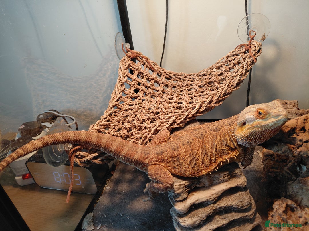 Bearded Dragon reptiles for sale: Beautiful Female Bearded Dragon - Image 4