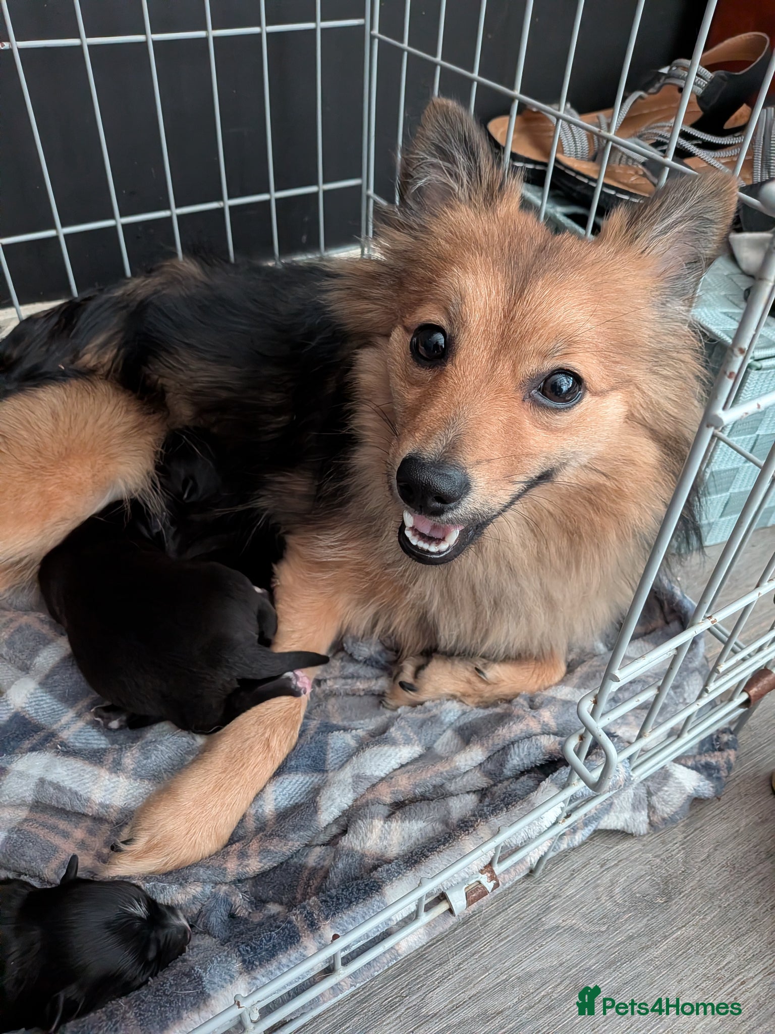 Mixed Breed dogs for sale: Two puppies  in Chorley - Advert 2