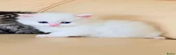 Persian cats for sale: Pedigree Minuet Persian kittens - Advert 3