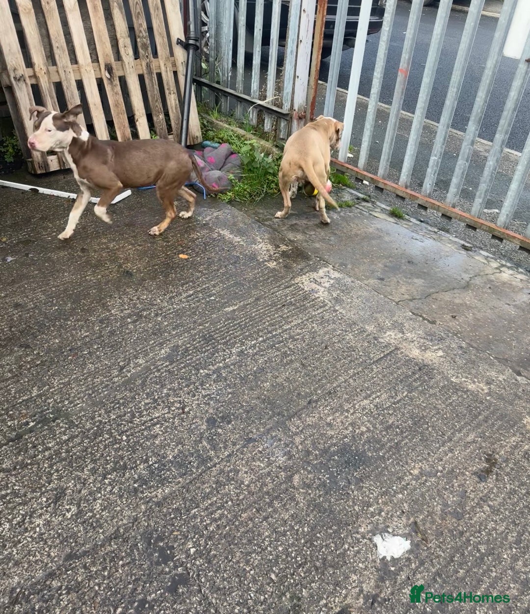 Mixed Breed dogs for sale: 2 dogs for sale, quick sale good offer accepted  - Image 1