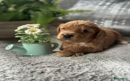 Cocker Spaniel dogs for stud: KC REGISTERED COCKER SPANIEL STUD in Worcester - Image 22