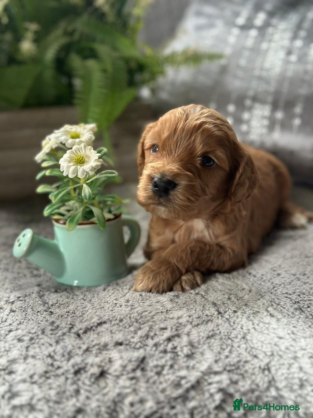 Cocker Spaniel dogs for stud: KC REGISTERED COCKER SPANIEL STUD in Worcester - Image 22