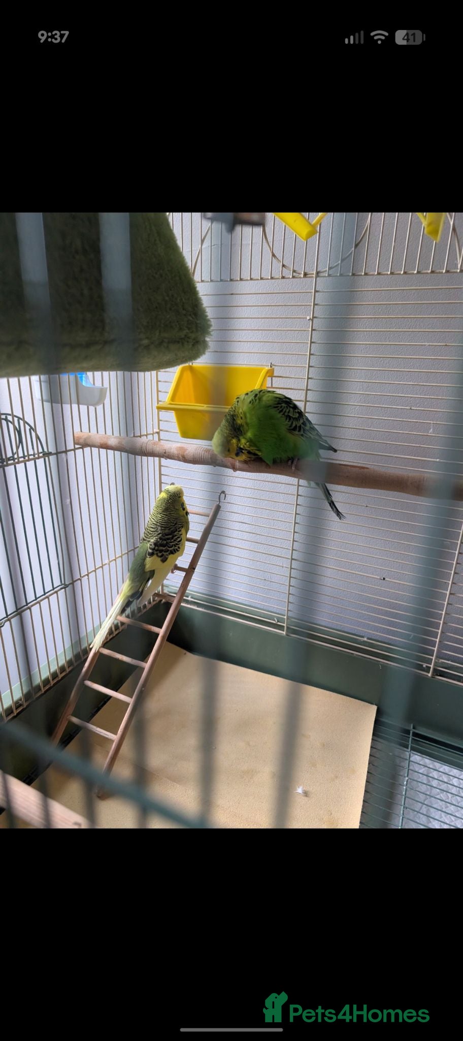 Budgerigars birds 2 lovely male budgies for sale with cage  - Advert 1