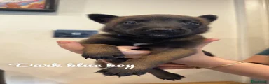 Belgian Shepherd Dog 5