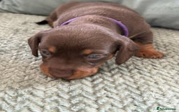Miniature Dachshund dogs for sale: Mini Dachshund puppies   - Image 14