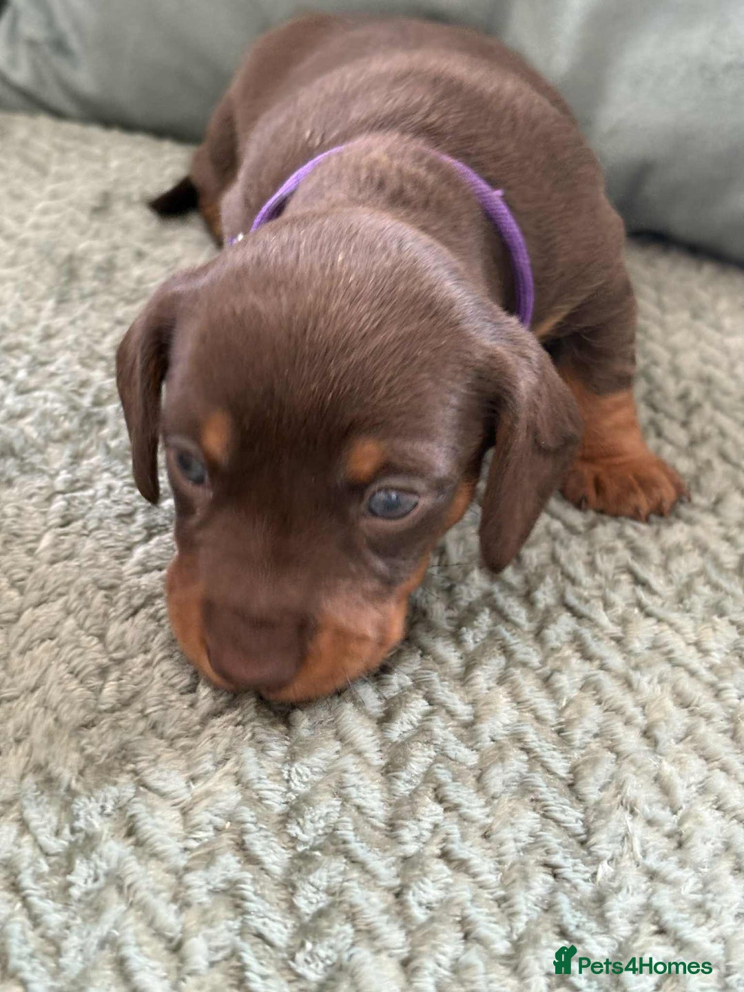 Miniature Dachshund dogs for sale: Mini Dachshund puppies   - Image 14
