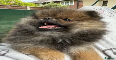 Pomeranian dogs - Advert 5