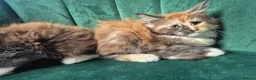 Maine Coon cats for sale: 4 beautuful Maine Coons for new homes - Advert 10
