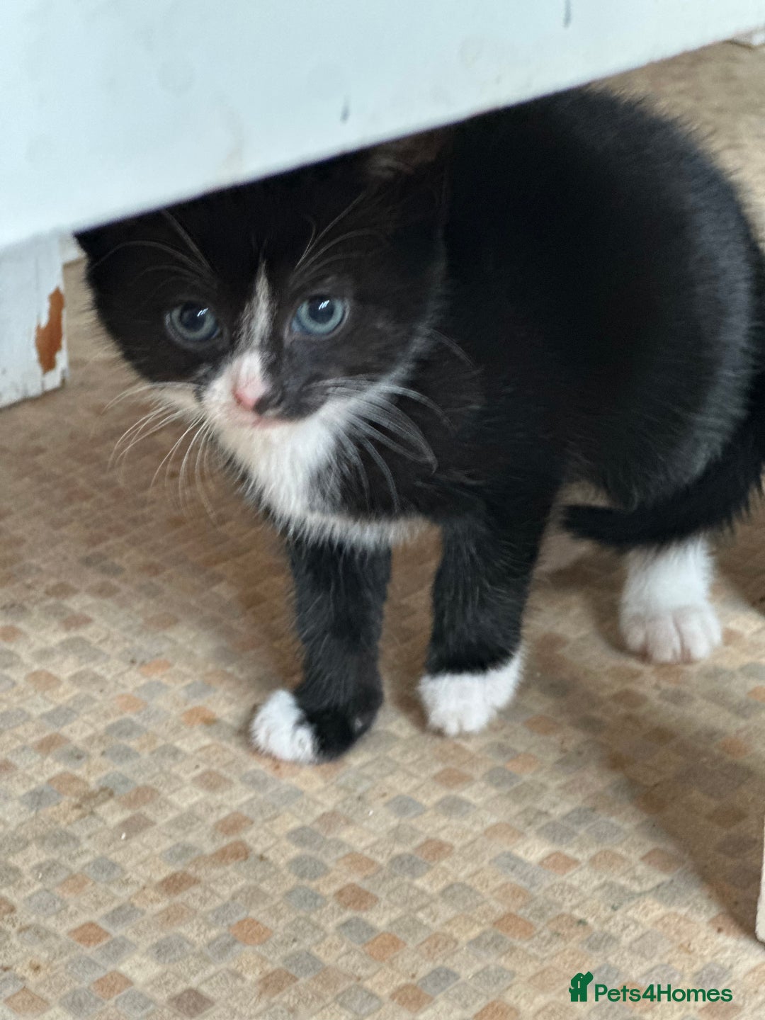 Mixed Breed cats for sale: Beautiful litter off kittens  - Image 31
