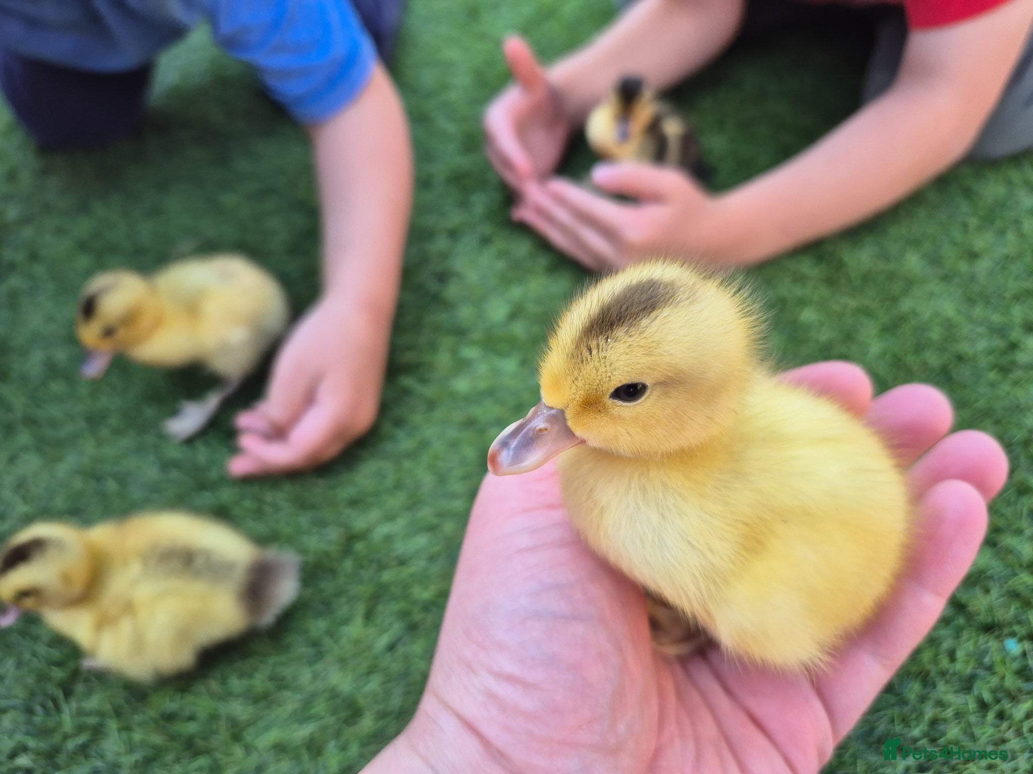 Ducks poultry for sale: Adorable, hand-raised pet ducklings - Advert 1