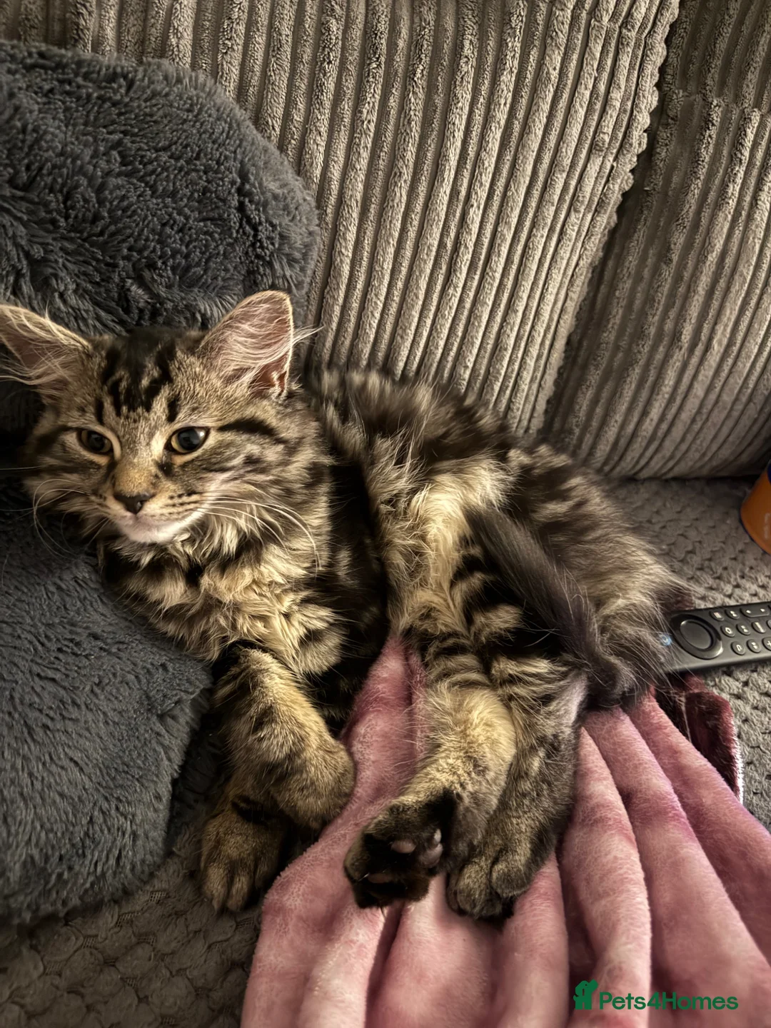 Mixed Breed cats for sale: 6 month old, ragdoll tabby cross  - Advert 1