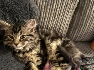 Mixed Breed cats 6 month old, ragdoll tabby cross - Advert 2