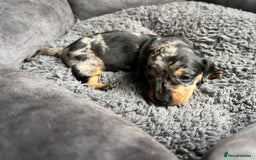 Miniature Dachshund dogs for sale: Miniature dachshund mix priced  - Image 10