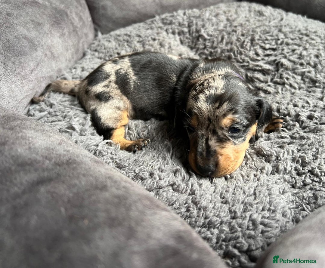 Miniature Dachshund dogs for sale: Miniature dachshund mix priced  - Image 10