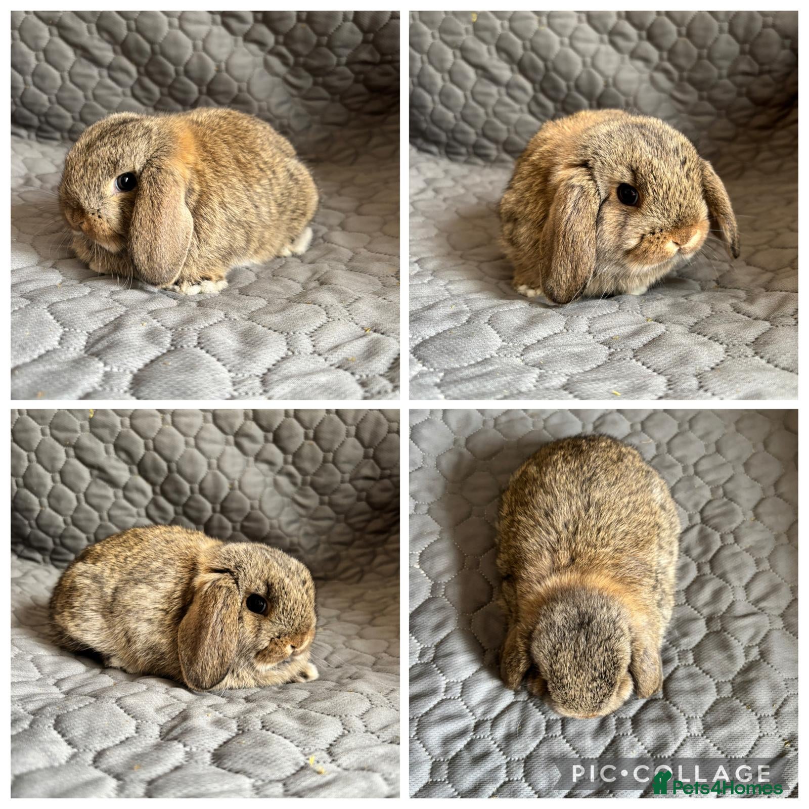 Mini Lop rabbits 1 beautiful female baby mini lop ready for reserve - Advert 17