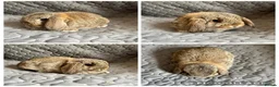 Mini Lop rabbits for sale: 1 beautiful female baby mini lop ready for reserve - Advert 1