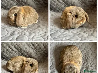 Mini Lop rabbits 1 beautiful female baby mini lop ready for reserve - Advert 17