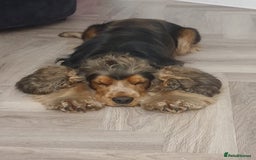 Cocker Spaniel dogs for sale: Stunning litter of Show Cocker Spaniel Puppies - Image 23