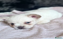 French Bulldog dogs for sale: FLUFFY FRENCH BULLDOGS - Image 18