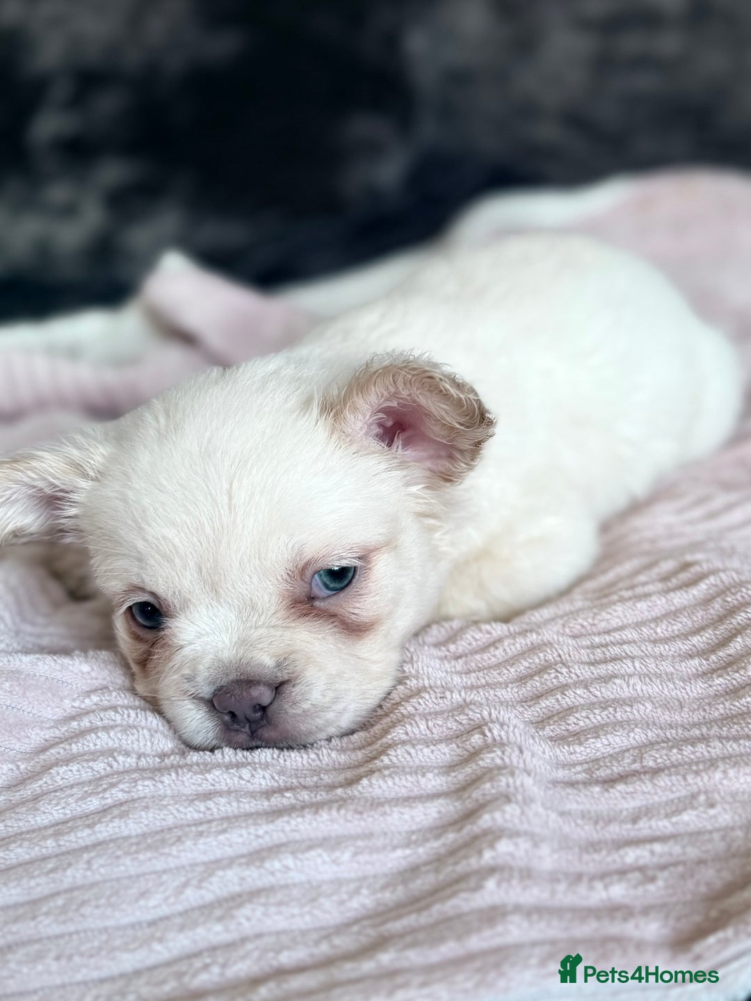 French Bulldog dogs for sale: FLUFFY FRENCH BULLDOGS - Image 18