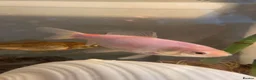Goldfish fish for sale: 3 gold fish in London - Advert 5