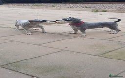 Miniature Schnauzer dogs for sale: Miniature Schnauzer girls - Image 1