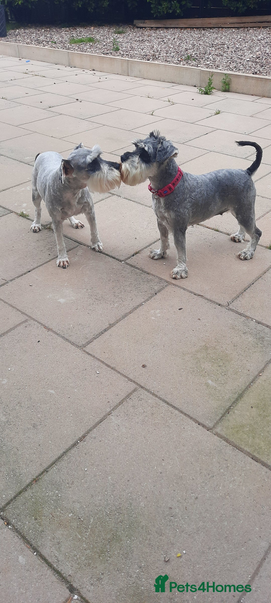 Miniature Schnauzer dogs for sale: Miniature Schnauzer girls - Image 1